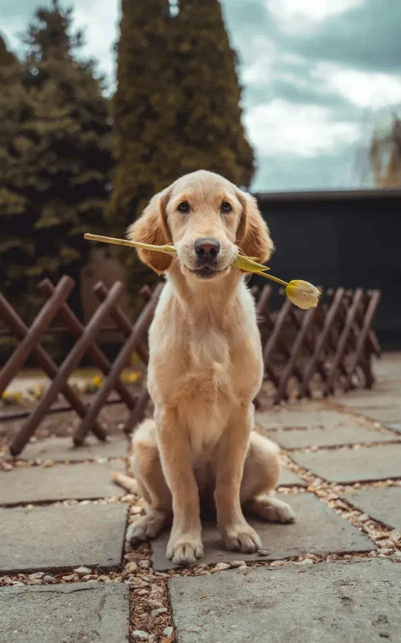 Milo, a golden retriever, ready for his grooming visit